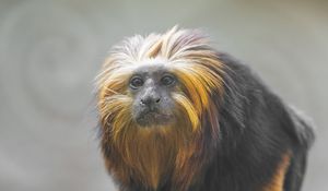 Preview wallpaper tamarin, monkey, wildlife