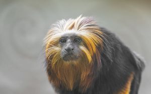 Preview wallpaper tamarin, monkey, wildlife