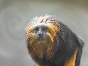 Preview wallpaper tamarin, monkey, wildlife