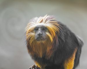 Preview wallpaper tamarin, monkey, wildlife