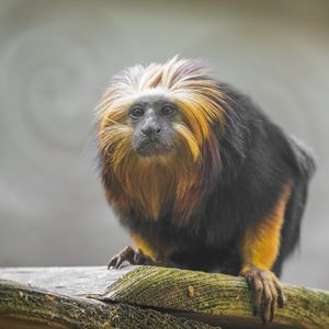 Preview wallpaper tamarin, monkey, wildlife