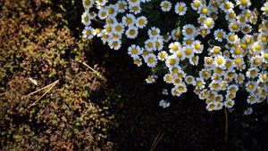 Preview wallpaper tanacetum parthenium, flowers, summer, grass, nature
