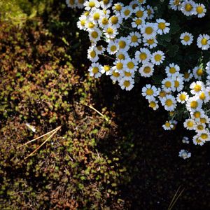 Preview wallpaper tanacetum parthenium, flowers, summer, grass, nature