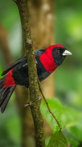 Preview wallpaper tanager, bird, feathers, bright, branch