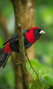 Preview wallpaper tanager, bird, feathers, bright, branch