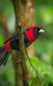 Preview wallpaper tanager, bird, feathers, bright, branch