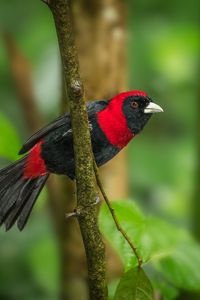 Preview wallpaper tanager, bird, feathers, bright, branch