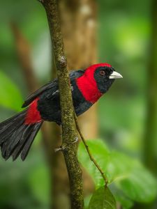 Preview wallpaper tanager, bird, feathers, bright, branch