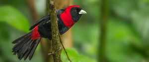 Preview wallpaper tanager, bird, feathers, bright, branch