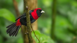 Preview wallpaper tanager, bird, feathers, bright, branch