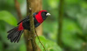 Preview wallpaper tanager, bird, feathers, bright, branch