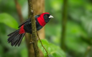 Preview wallpaper tanager, bird, feathers, bright, branch