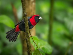 Preview wallpaper tanager, bird, feathers, bright, branch