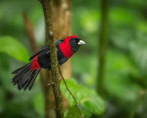 Preview wallpaper tanager, bird, feathers, bright, branch