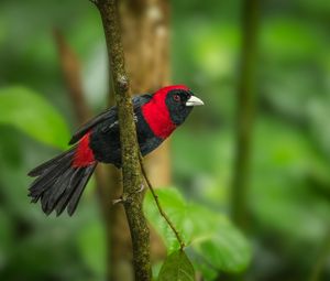 Preview wallpaper tanager, bird, feathers, bright, branch