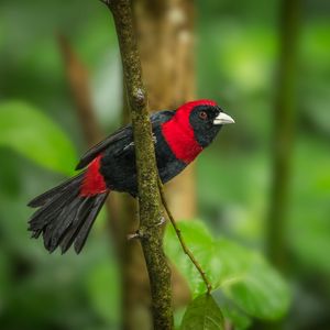 Preview wallpaper tanager, bird, feathers, bright, branch