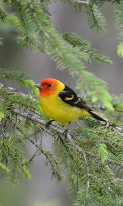 Preview wallpaper tanager, bird, feathers, bright, branch, needle
