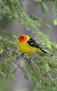 Preview wallpaper tanager, bird, feathers, bright, branch, needle