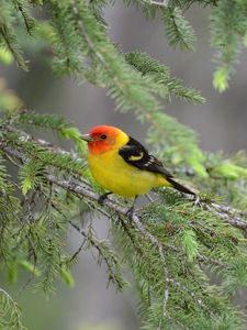 Preview wallpaper tanager, bird, feathers, bright, branch, needle