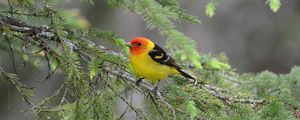 Preview wallpaper tanager, bird, feathers, bright, branch, needle