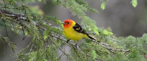 Preview wallpaper tanager, bird, feathers, bright, branch, needle