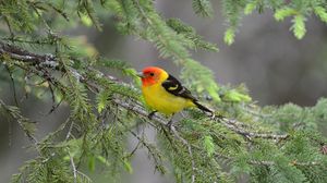 Preview wallpaper tanager, bird, feathers, bright, branch, needle