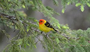 Preview wallpaper tanager, bird, feathers, bright, branch, needle