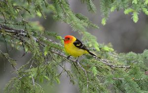 Preview wallpaper tanager, bird, feathers, bright, branch, needle