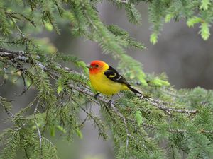 Preview wallpaper tanager, bird, feathers, bright, branch, needle