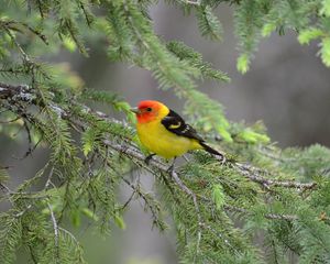 Preview wallpaper tanager, bird, feathers, bright, branch, needle