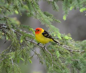 Preview wallpaper tanager, bird, feathers, bright, branch, needle