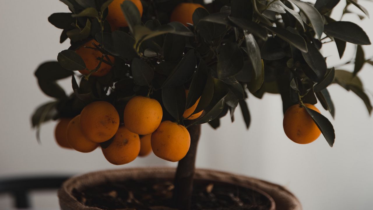 Wallpaper tangerine, citrus, tree, leaves