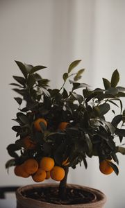 Preview wallpaper tangerine, citrus, tree, leaves