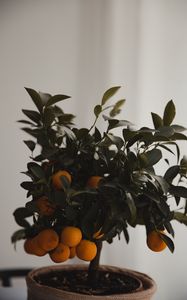 Preview wallpaper tangerine, citrus, tree, leaves