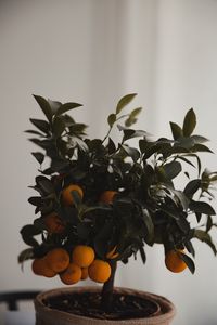 Preview wallpaper tangerine, citrus, tree, leaves