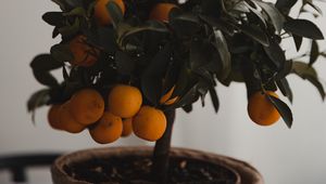 Preview wallpaper tangerine, citrus, tree, leaves