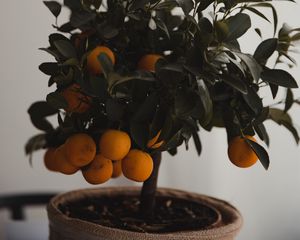 Preview wallpaper tangerine, citrus, tree, leaves