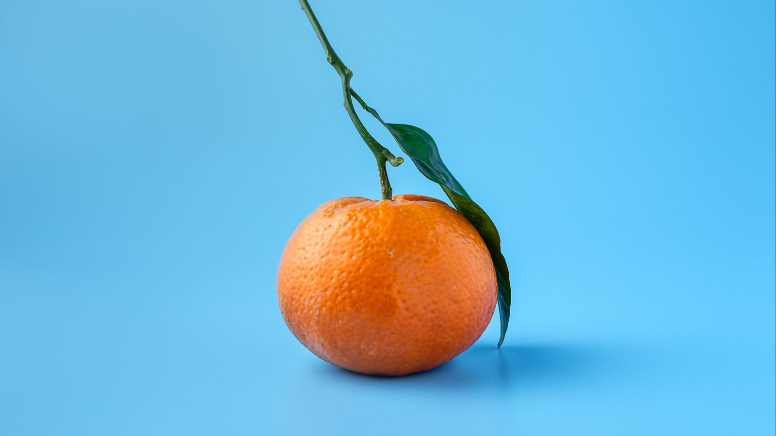 Download wallpaper 1600x900 tangerine, fruit, citrus, orange, blue