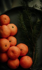 Preview wallpaper tangerines, branch, spruce, fruit, citrus