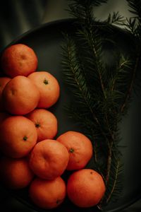 Preview wallpaper tangerines, branch, spruce, fruit, citrus