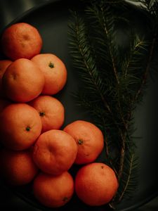 Preview wallpaper tangerines, branch, spruce, fruit, citrus