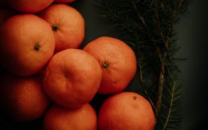 Preview wallpaper tangerines, branch, spruce, fruit, citrus