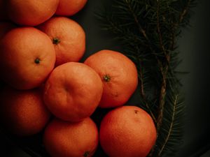 Preview wallpaper tangerines, branch, spruce, fruit, citrus