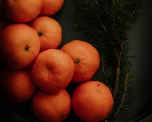 Preview wallpaper tangerines, branch, spruce, fruit, citrus