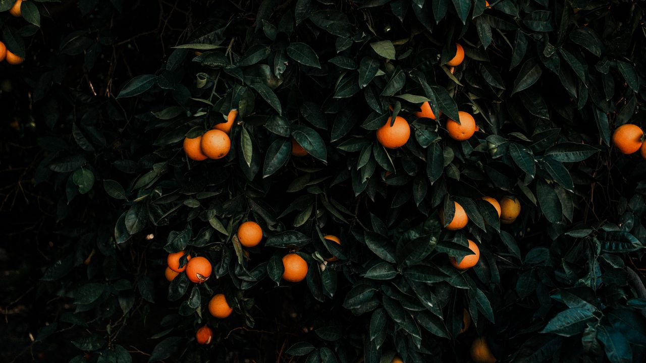 Wallpaper tangerines, bush, fruits, citrus, plant