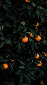 Preview wallpaper tangerines, bush, fruits, citrus, plant