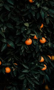 Preview wallpaper tangerines, bush, fruits, citrus, plant