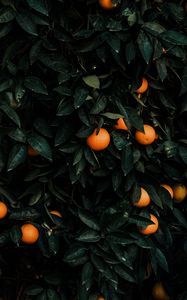 Preview wallpaper tangerines, bush, fruits, citrus, plant