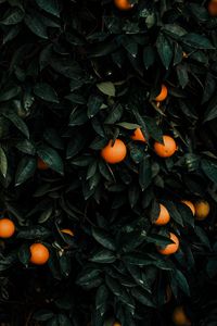 Preview wallpaper tangerines, bush, fruits, citrus, plant