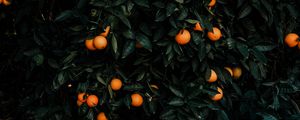 Preview wallpaper tangerines, bush, fruits, citrus, plant